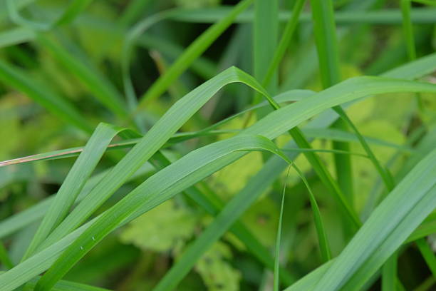Intertwined green grass blades with vibrant foliage create a lush natural environment, highlighting the beauty and intricacy of plant life in a serene outdoor setting