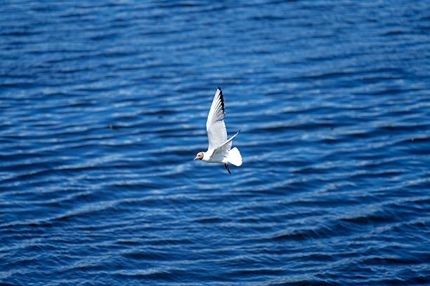 Seagull flying over a wide river while hunting for prey, capturing wildlife in its natural habitat.