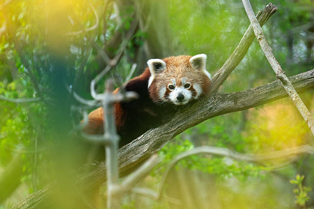 A cute red panda rests on a tree branch in a lush, colorful forest environment. The calm setting and vibrant greenery convey a peaceful and serene atmosphere.