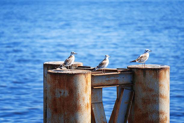 The black-headed gull has gained a foothold in most European cities and in many places is considered a problem. Yet most people also believe it would be impoverished if there were none at all.