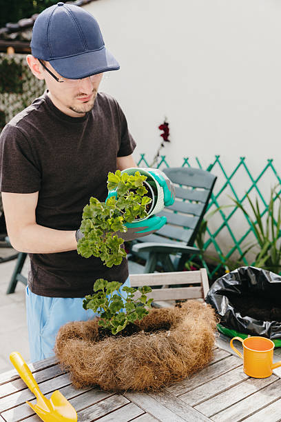 istock One man plants flower seedlings in a pot in the backyard. 2228242801