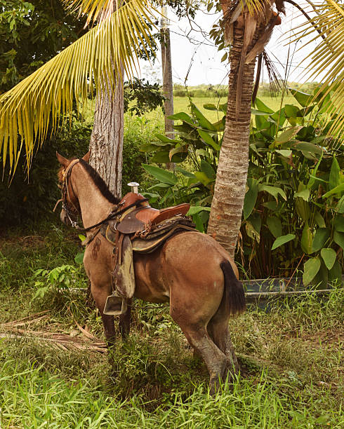 istock Horse Transportation in Tropical Regions. 2228243047