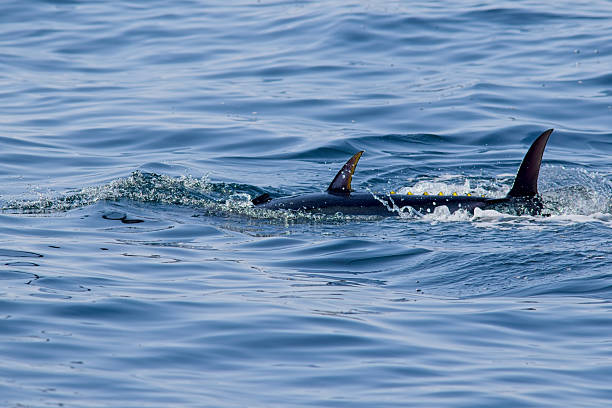 Costa Rica sports fisherman
