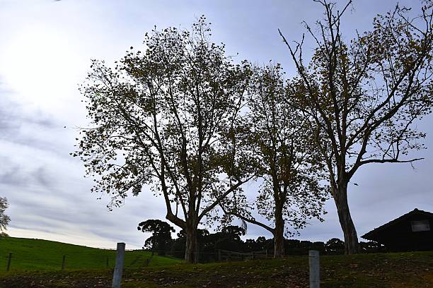istock Rural scene in Santa Catarina 2228246488