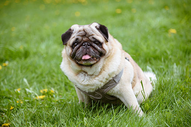 istock small pug dog on grass in park 2228250316