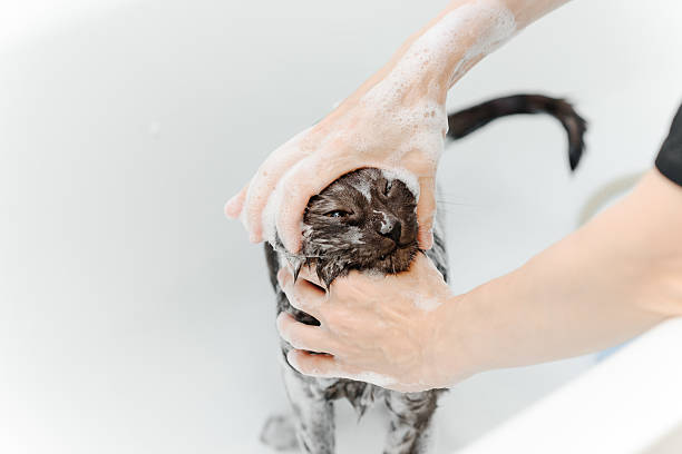 istock dark grey cat washing in white bath 2228250580
