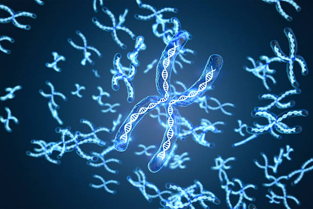 istock Transparent chromosome x contain dna strand inside 2228250596