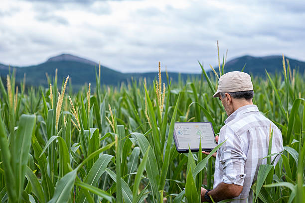 istock Agriculture Innovations. Farmer Uses Agro App On Tablet In Corn Field At Sunset 2228250633