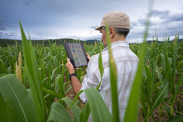 istock Smart Farming. Farmer Analyzing Crops With Digital Tablet In Corn Field 2228250642