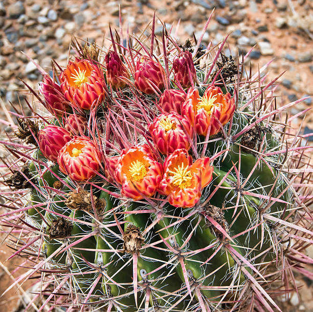 Hedgehog Cactus Blossoms  - Claret Cup