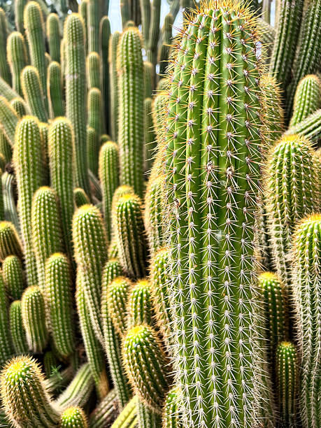 istock Close-up of ribbed cactus stem with dense spine pattern 2228251946