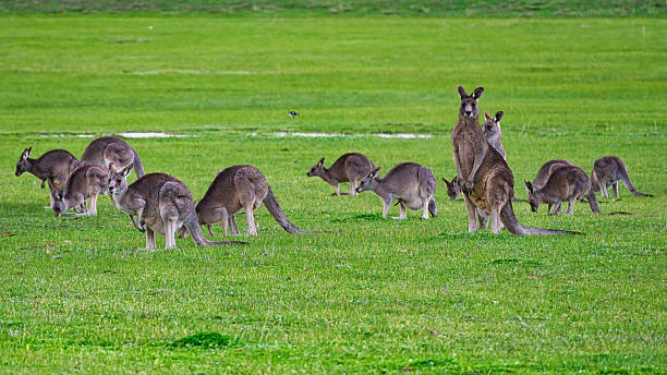 istock Mob of kangaroos grazing on green open grassland 2228251957