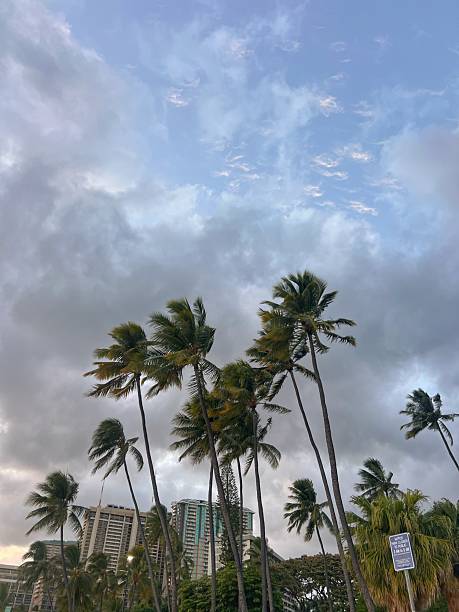 istock Tropical Palm Trees Against Blue Sky in Hawaii 2228252017