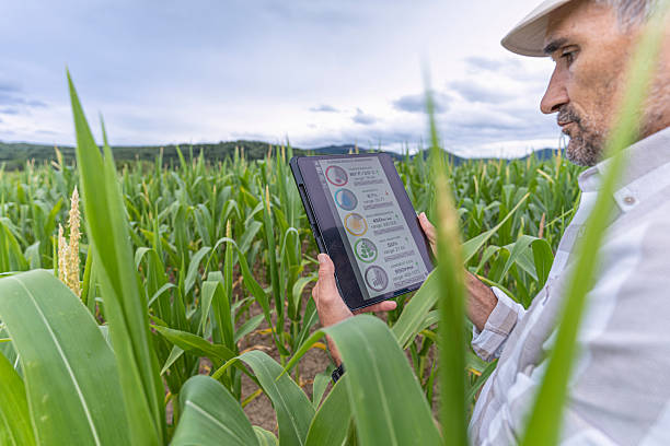 istock Farming Mobile App. Farmer Uses Agro App On Tablet In Corn Field 2228253747