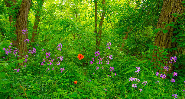istock Wildflowers along a woods edge-Howard County, Indiana 2228257644