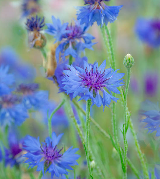 istock Wildflowers in a meadow-Howard County, Indiana 2228257655