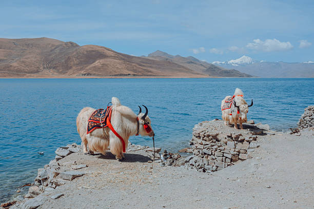 istock White Yaks beside yamdrok lake 2228260427