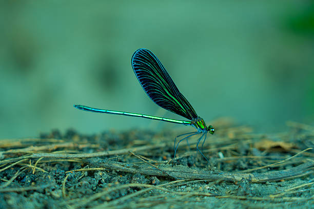 istock Blue dragonfly or damselfly sits on the ground 2228260514