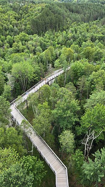 istock Over the Treetop Trail 2228263959