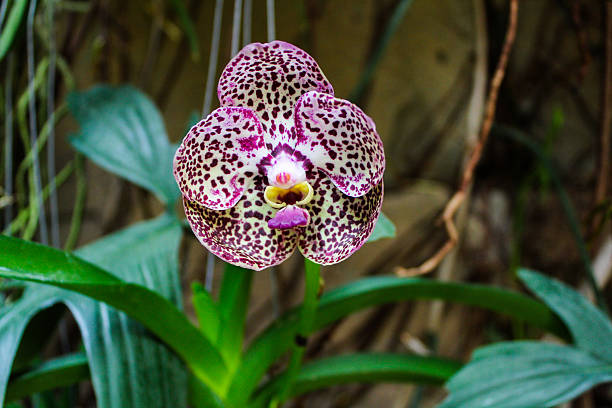 Closeup of purple and white spotted orchid flower