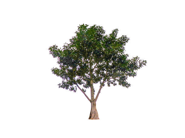 Beautiful shape of green tree isolated on white background, Australia's deciduous species follow a different rhythm. Most common in northern parts of the continent, they shed their leaves