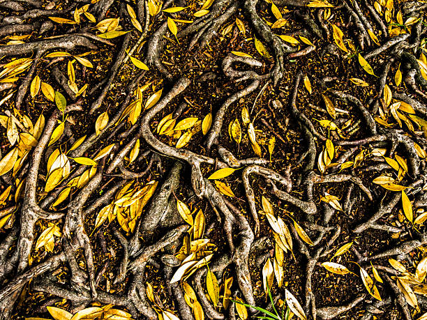 Beautiful tree roots pattern with yellow plant leaf on the ground, spread out horizontally