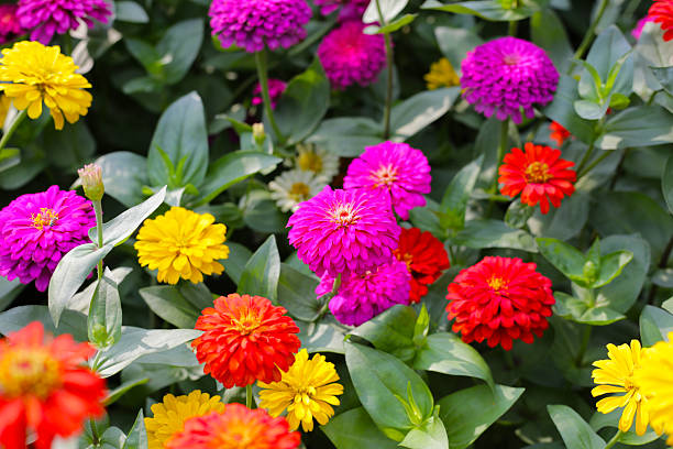 istock Colorful zinnias in full bloom 2228264805