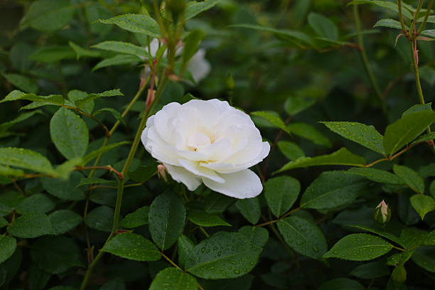 A beautiful rose bush in a public park in Japan