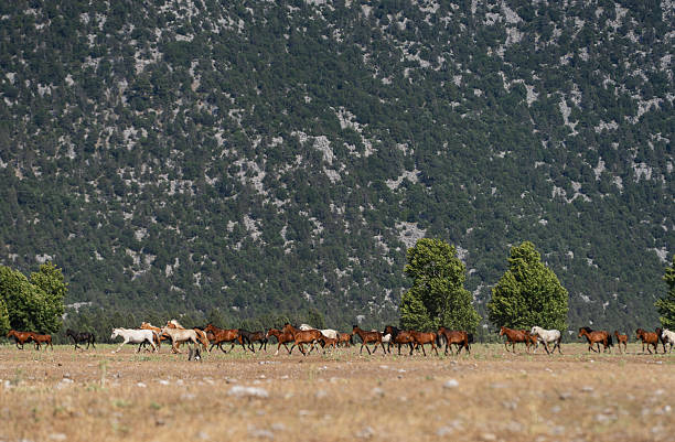 Large group of wild horses grazing and walking across a vast open plain surrounded by pine forests
