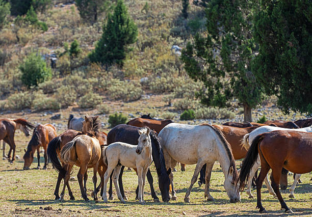 Large group of wild horses grazing and walking across a vast open plain surrounded by pine forests