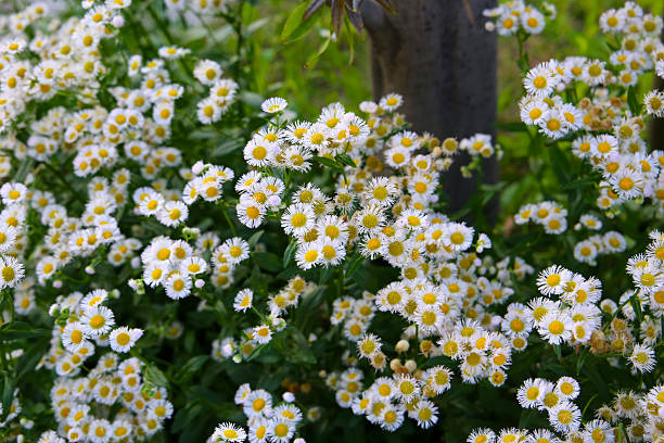 istock Eastern daisy fleabane (Erigeron annuus) in full bloom, with delicate white petals and bright yellow centers spreading across a lush green background. 2228265392