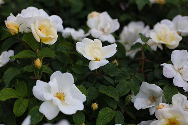 istock A beautiful rose bush in a public park in Japan 2228266164