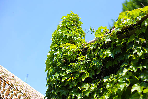 istock Glossy green Boston ivy leaves covering a wal 2228267465