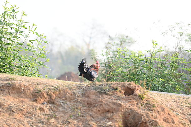 Red junglefowl or Gallus gallus. Its common names Indian red junglefowl and bankiva fowl. A domestic red male chicken roaming freely. It is raised for meat.