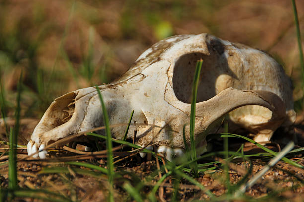 istock Animal Skull in Grass 2228269322