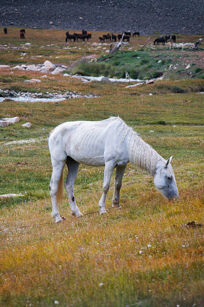istock White horse grazing in a scenic mountain valley 2228269549