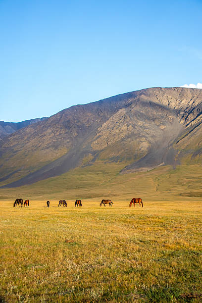 istock Herd of horses grazing in a mountain valley 2228269737