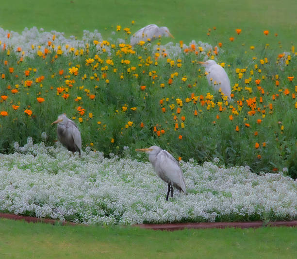 Egrets (family Ardeidae) are seen in a garden surrounded by blooming flowers. The flowerbeds are filled with bright orange and yellow blossoms, possibly marigolds (Tagetes spp. ), and are interspersed with clusters of small white flowers, resembling sweet alyssum (Lobularia maritima). The lush green grass and foliage provide a vibrant backdrop. The egrets stand gracefully amidst the colorful scene, highlighting the harmonious interaction between wildlife and nature.