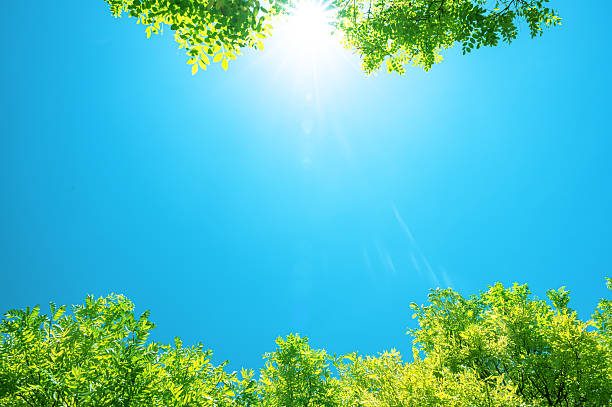 istock Looking up at natural frame of treetops in the sun 2228271229