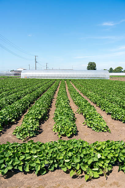 A sweet potato field on a sunny day.