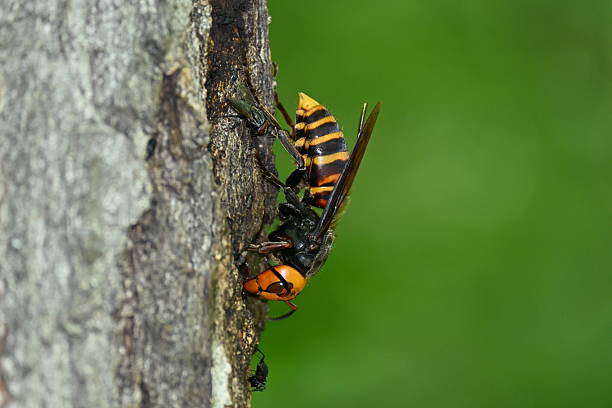 istock Asian giant hornet queen bee 2228273013