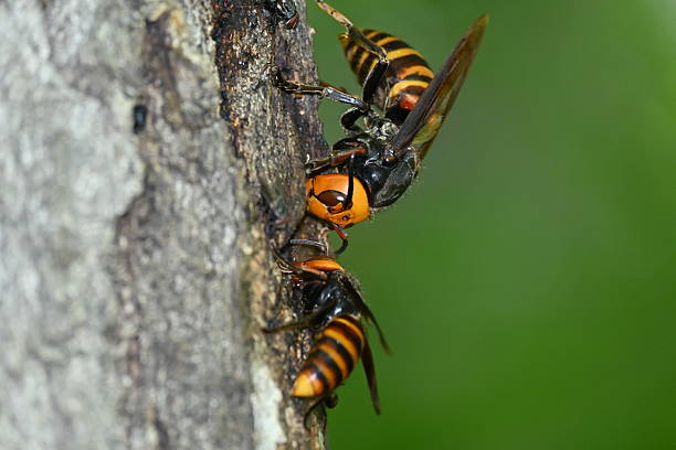 istock Asian giant hornet queen bee 2228273017