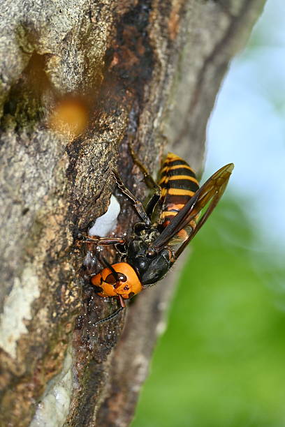 istock Asian giant hornet queen bee 2228273027