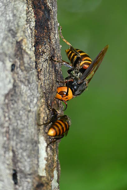 istock Asian giant hornet queen bee 2228273033