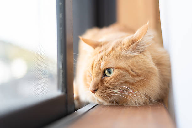 istock Cute cat relaxing by the window 2228273142