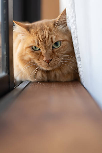 Cute cat relaxing by the window