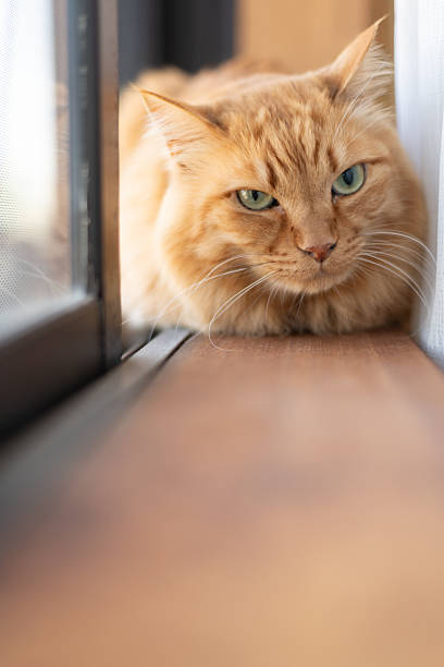 istock Cute cat relaxing by the window 2228273192