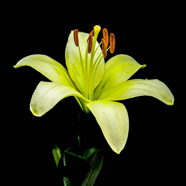 A luminous light green lily, adorned with water droplets, stands out against a deep, dark backdrop