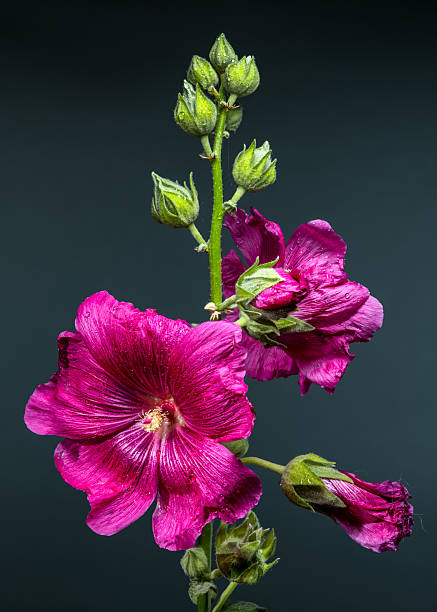 istock Vibrant Pink Malva Bloom with Buds on a Green Background 2228274094