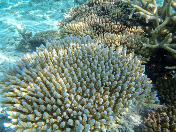 istock Undersea Coral Reef Vibrant Ecosystem 2228275319